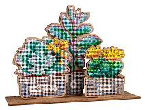 Сад суккулентов