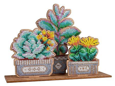 Сад суккулентов