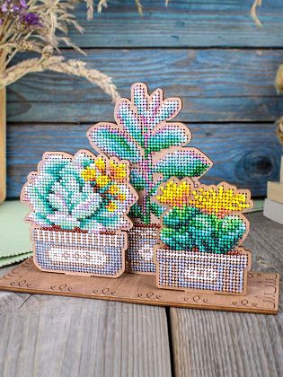 Сад суккулентов