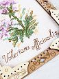 Миниатюра. Валериана